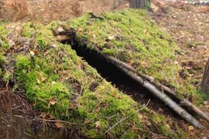 tree root shelter