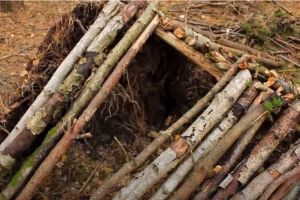 tree root