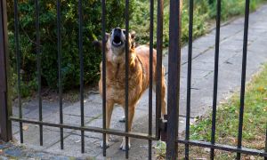 Looter Deterrents You Never Thought Of