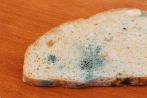 moldy bread - food no longer safe