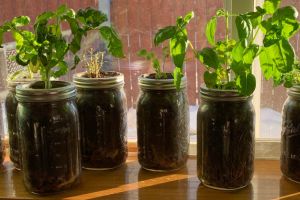 Highly Nutritious Foods You Can Grow In Mason Jars