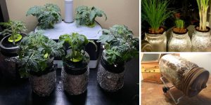 Highly Nutritious Foods You Can Grow In Mason Jars