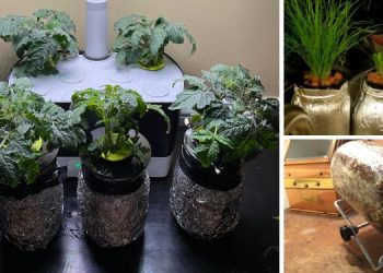 Highly Nutritious Foods You Can Grow In Mason Jars