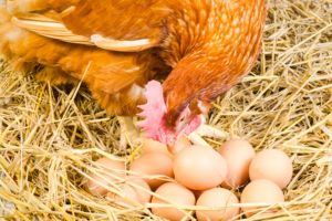 selling eggs
