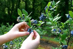 foraging