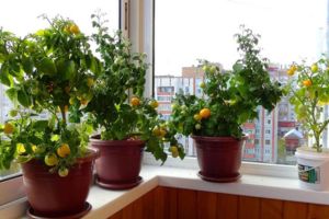 Best DIY Food Projects For When SHTF