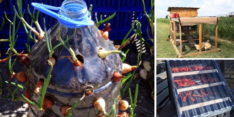 Best DIY Food Projects For When SHTF