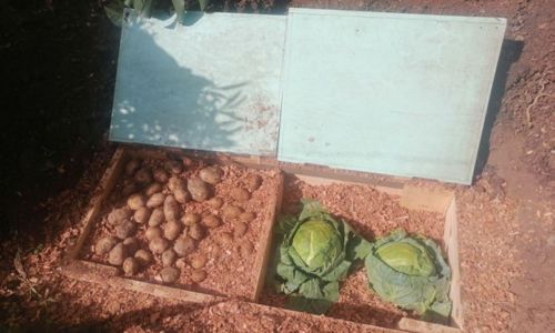 Root Cellar In A Box!