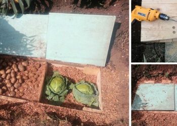 Root Cellar In A Box!