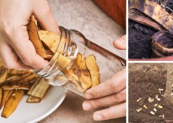 What Happens If You Put Banana Peels In Your Garden