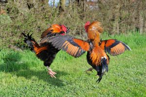 Chicken Secrets Nobody Told You About