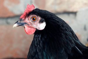 Chicken Secrets Nobody Told You About