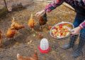 Chicken Secrets Nobody Told You About
