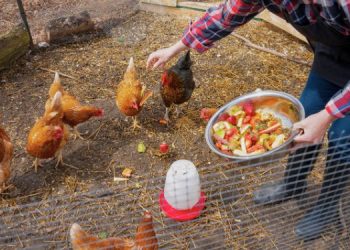 Chicken Secrets Nobody Told You About