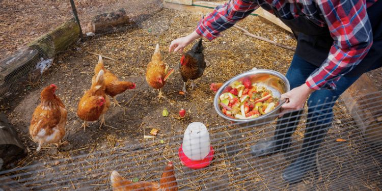 Chicken Secrets Nobody Told You About
