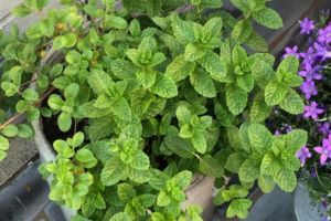 OTC Meds In Your Backyard 10 Plant Alternatives