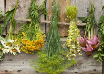 OTC Meds In Your Backyard 10 Plant Alternatives