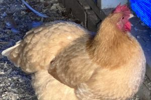 These Are the Best Chicken Breeds for Preppers