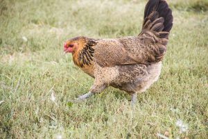 These Are the Best Chicken Breeds for Preppers