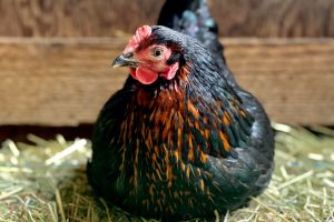 These Are the Best Chicken Breeds for Preppers