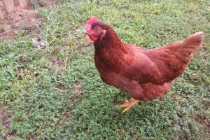 These Are the Best Chicken Breeds for Preppers