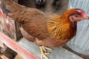 These Are the Best Chicken Breeds for Preppers