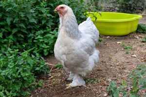 These Are the Best Chicken Breeds for Preppers