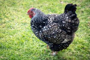 These Are the Best Chicken Breeds for Preppers