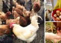These Are the Best Chicken Breeds for Preppers