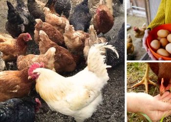 These Are the Best Chicken Breeds for Preppers