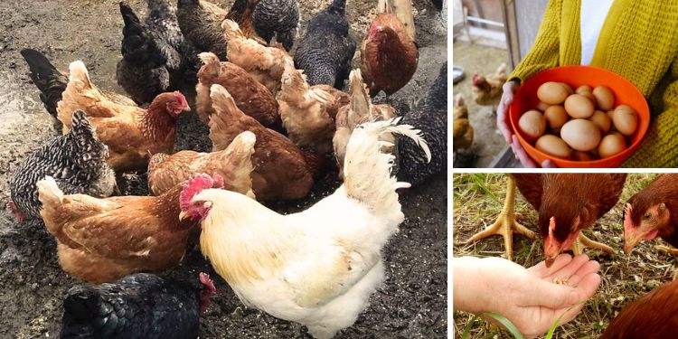 These Are the Best Chicken Breeds for Preppers