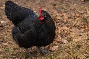 These Are the Best Chicken Breeds for Preppers