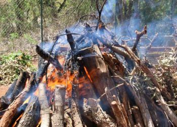 12 Types of Wood You Should Never Burn