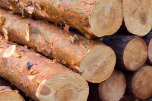 12 Types of Wood You Should Never Burn