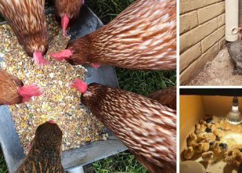 8 Ingenious DIY Chicken Projects