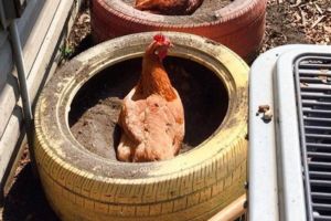 8 Ingenious DIY Chicken Projects