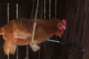 8 Ingenious DIY Chicken Projects