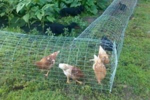 8 Ingenious DIY Chicken Projects