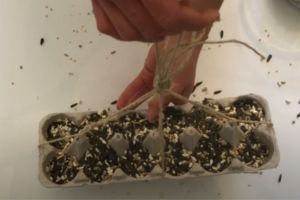 carton feeder