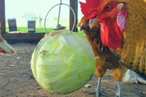 8 Ingenious DIY Chicken Projects