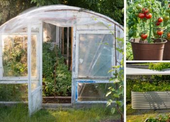 DIY Projects to Hide Your Survival Plants in Plain Sight