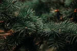 cedar