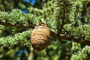 fatwood pine