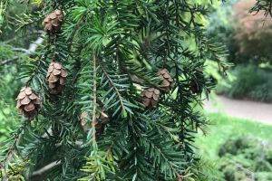 survival trees