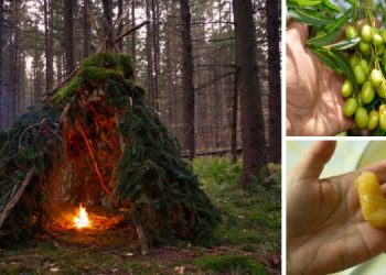 These 15 Trees Could Save Your Life