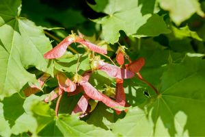 These 15 Trees Could Save Your Life