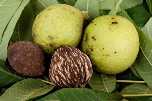 These 15 Trees Could Save Your Life