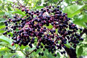 These 15 Trees Could Save Your Life