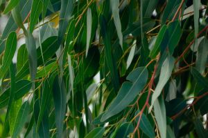 These 15 Trees Could Save Your Life
