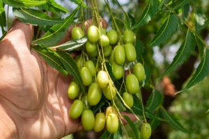 These 15 Trees Could Save Your Life